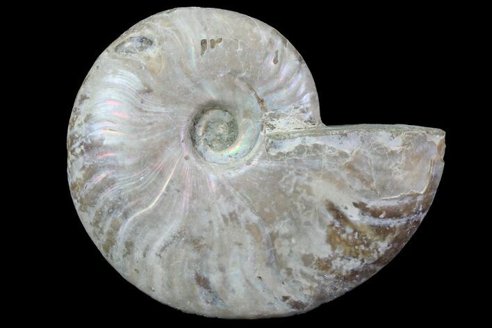 Silver Iridescent Ammonite - Madagascar #70052